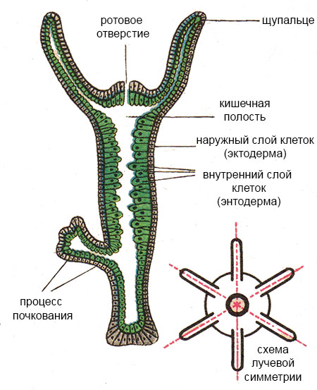 Кракен сайт вход