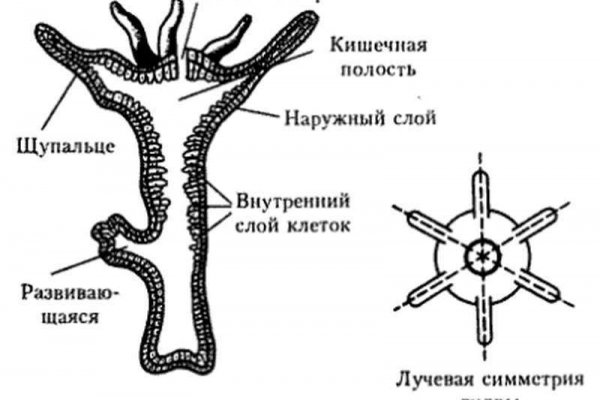 Кракен интернет площадка