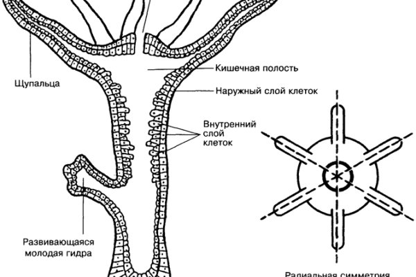 Кракен даркнет как зайти