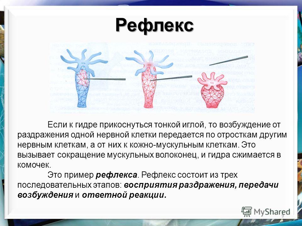 Кракен актуальное зеркало
